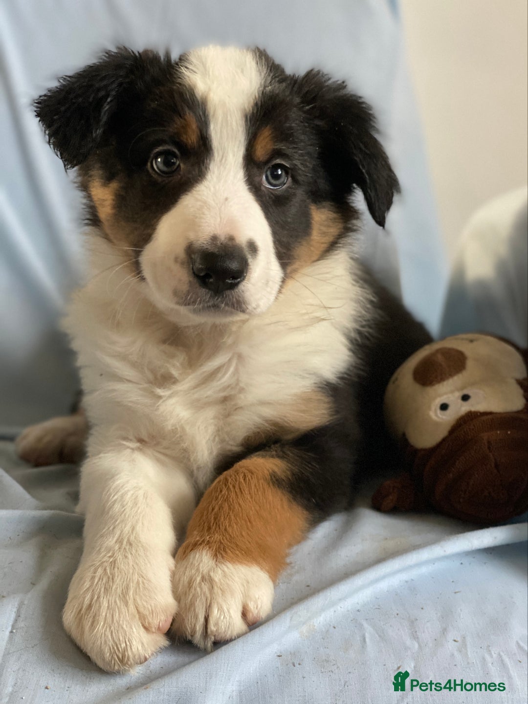 Border Collie dogs for sale: Border Collie Puppies | Health Tested Parents - Advert 1