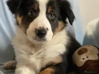 Border Collie dogs Border Collie Puppies | Health Tested Parents - Advert 16