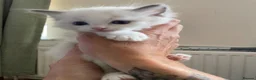 Ragdoll cats for sale: Ragdoll Kittens GCCF lilac and Blue beautiful  - Advert 10