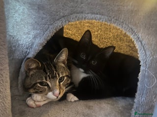 Domestic Shorthair cats Cat rehome - Advert 1