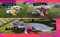 Shih Tzu dogs for sale: ShihApso  - Image 7