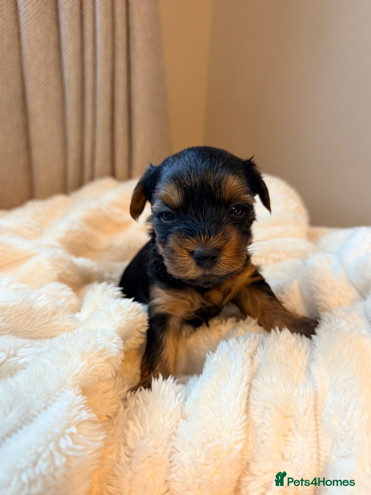 Yorkshire Terrier dogs Yorkshire terrier puppies 1 girl 3 boys left - Advert 5
