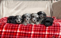 Cavapoo dogs for sale: STUNNING CAVAPOO PUPPIES READY NOW - Image 5