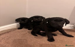 Labrador Retriever dogs for sale: Fabulous Labrador puppies  - Advert 11