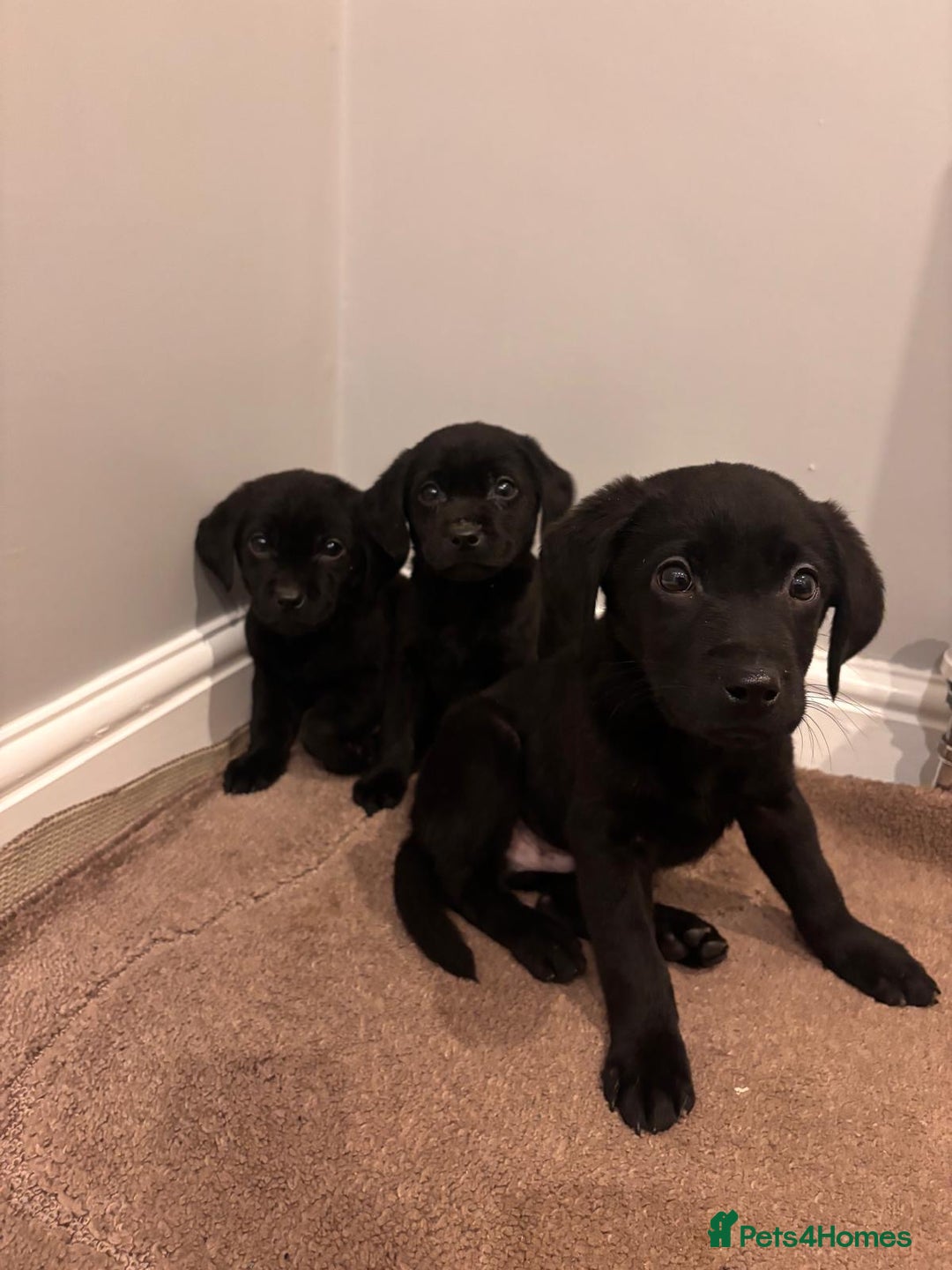 Labrador Retriever dogs for sale: Fabulous Labrador puppies  - Advert 11