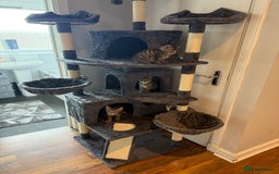 Mixed Breed cats for sale: Adorable 10-Week-Old Kittens for Sale!  - Image 2