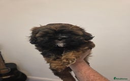 Shih Tzu dogs for sale: Stunning kc imperial shih tzus - Image 2