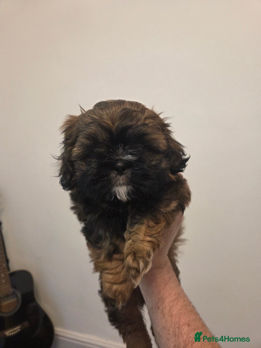 Shih Tzu dogs for sale: Stunning kc imperial shih tzus - Image 2