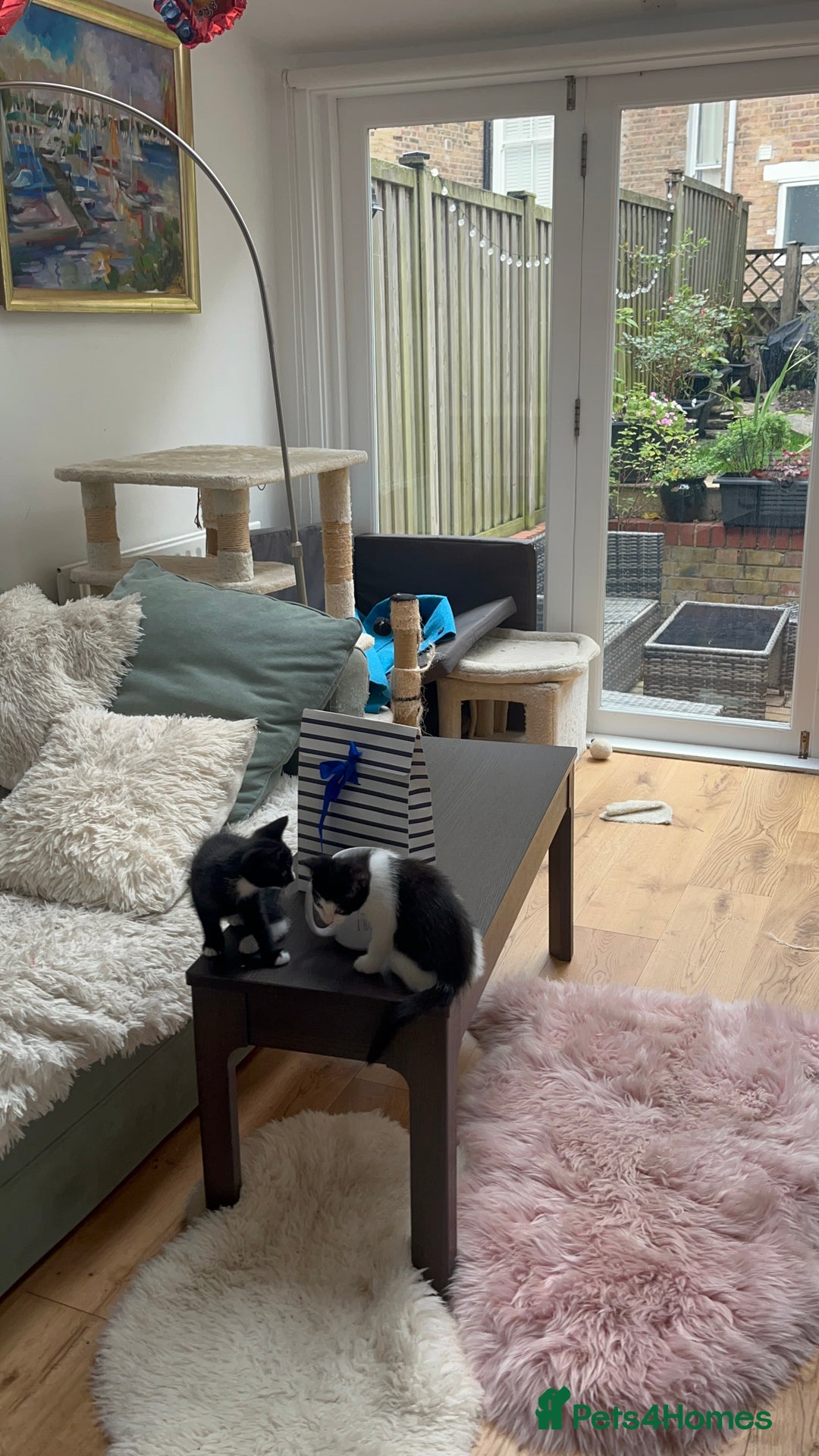 Mixed Breed cats for sale: Cuties looking for loving families - Image 4