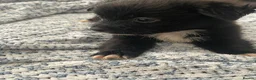 Pomchi dogs for sale: Pomchi puppies - Advert 5