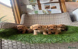Mixed Breed dogs for sale: Stunning daxiepoos - Advert 6