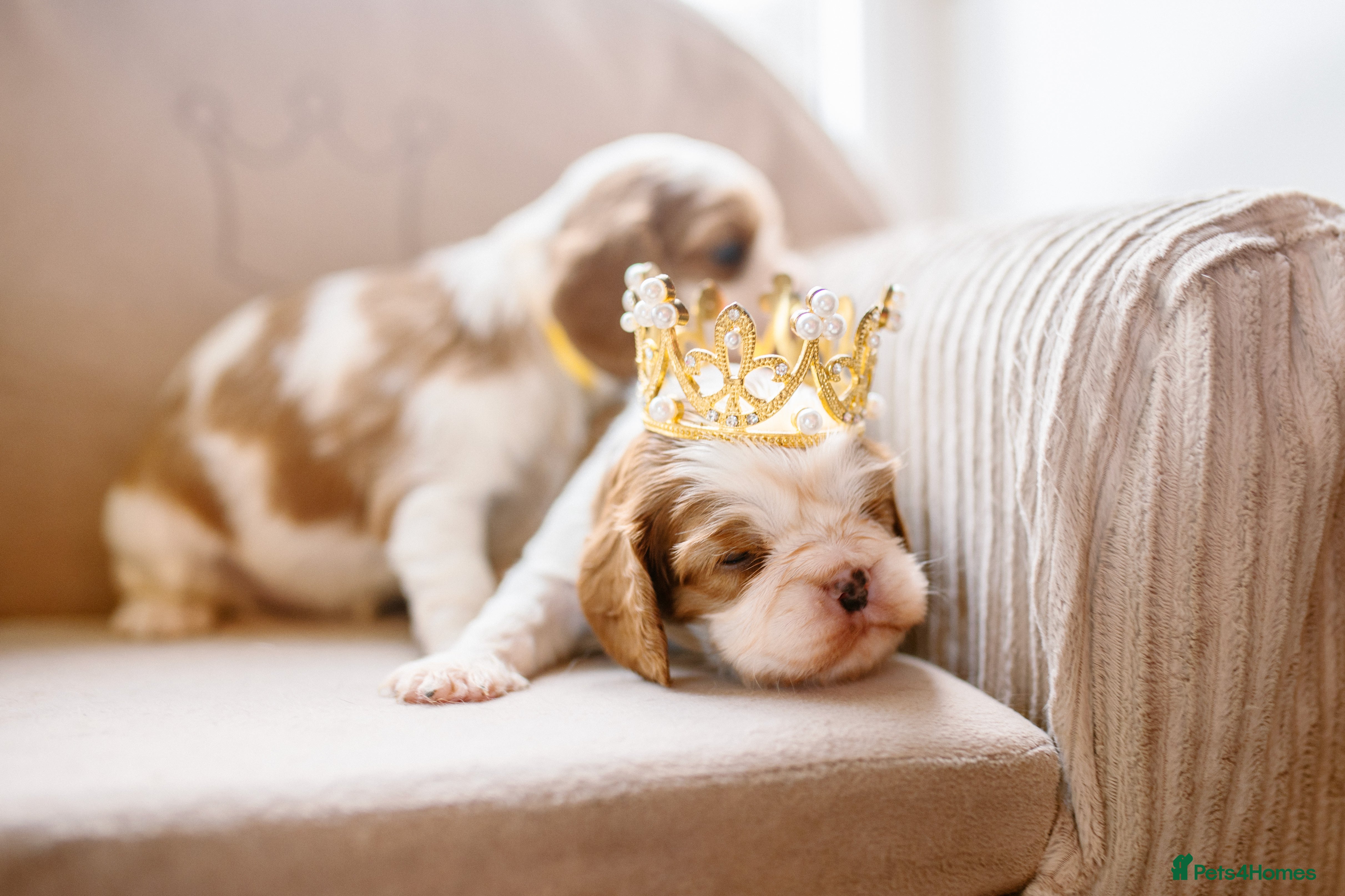 Cavalier King Charles Spaniel dogs Exquisite Puppies KC reg Cavalier King Charles - Advert 6