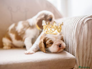 Cavalier King Charles Spaniel dogs Exquisite Puppies KC reg Cavalier King Charles - Advert 15