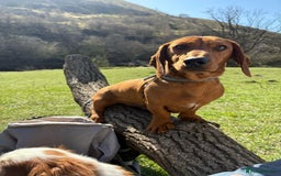Dachshund dogs for sale: Dachshund Pups need new home - Image 10
