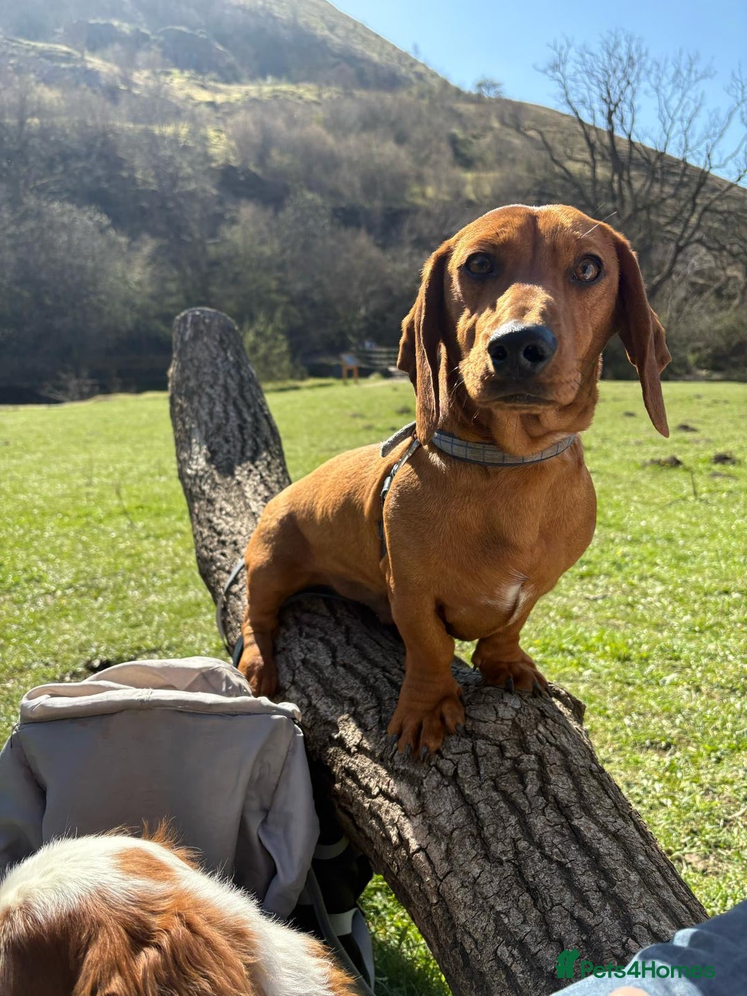 Dachshund dogs for sale: Dachshund Pups need new home - Image 10