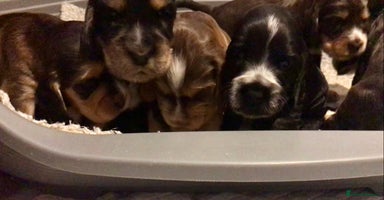 Cocker Spaniel dogs - Advert 3