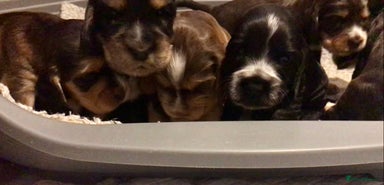 Cocker Spaniel dogs - Advert 13