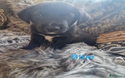 Mixed Breed dogs for sale: Beautiful Rough Collie/Border Collie puppies.  in Towcester - Image 7