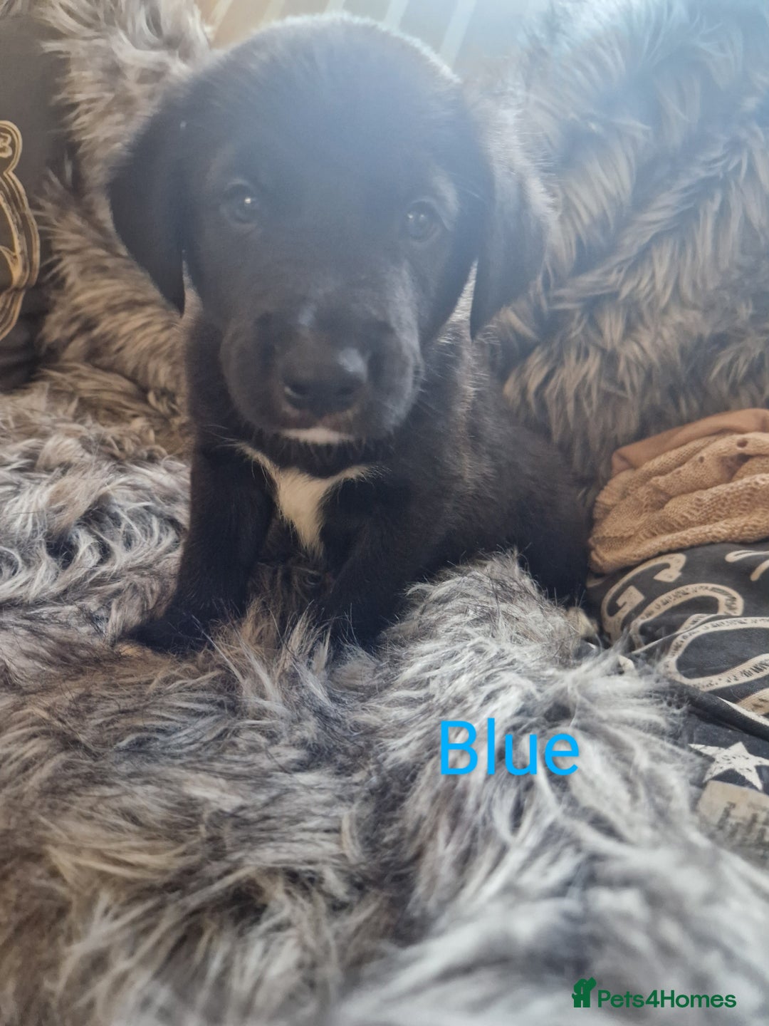 Mixed Breed dogs for sale: Beautiful Rough Collie/Border Collie puppies.  in Towcester - Image 7