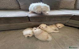 Maltipoo dogs for sale: 🐾 maltipoo puppy’s 🐾 - Image 22