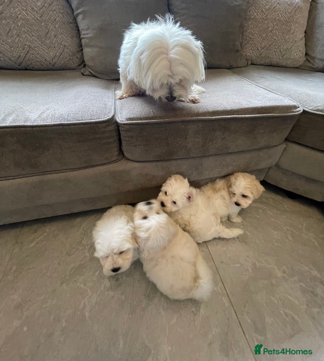 Maltipoo dogs for sale: 🐾 maltipoo puppy’s 🐾 - Image 22
