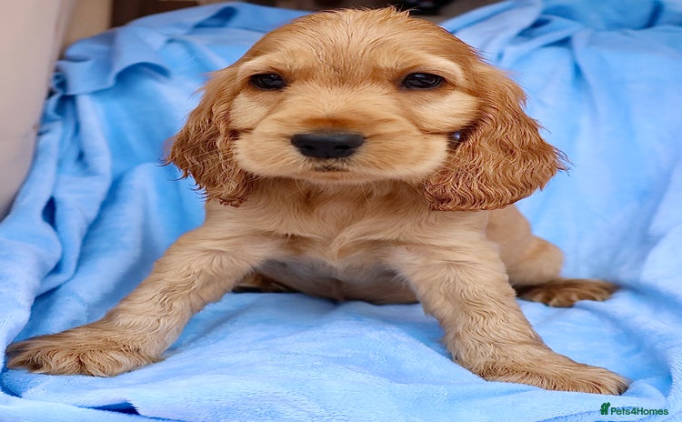 Cocker Spaniel dogs - Advert 9