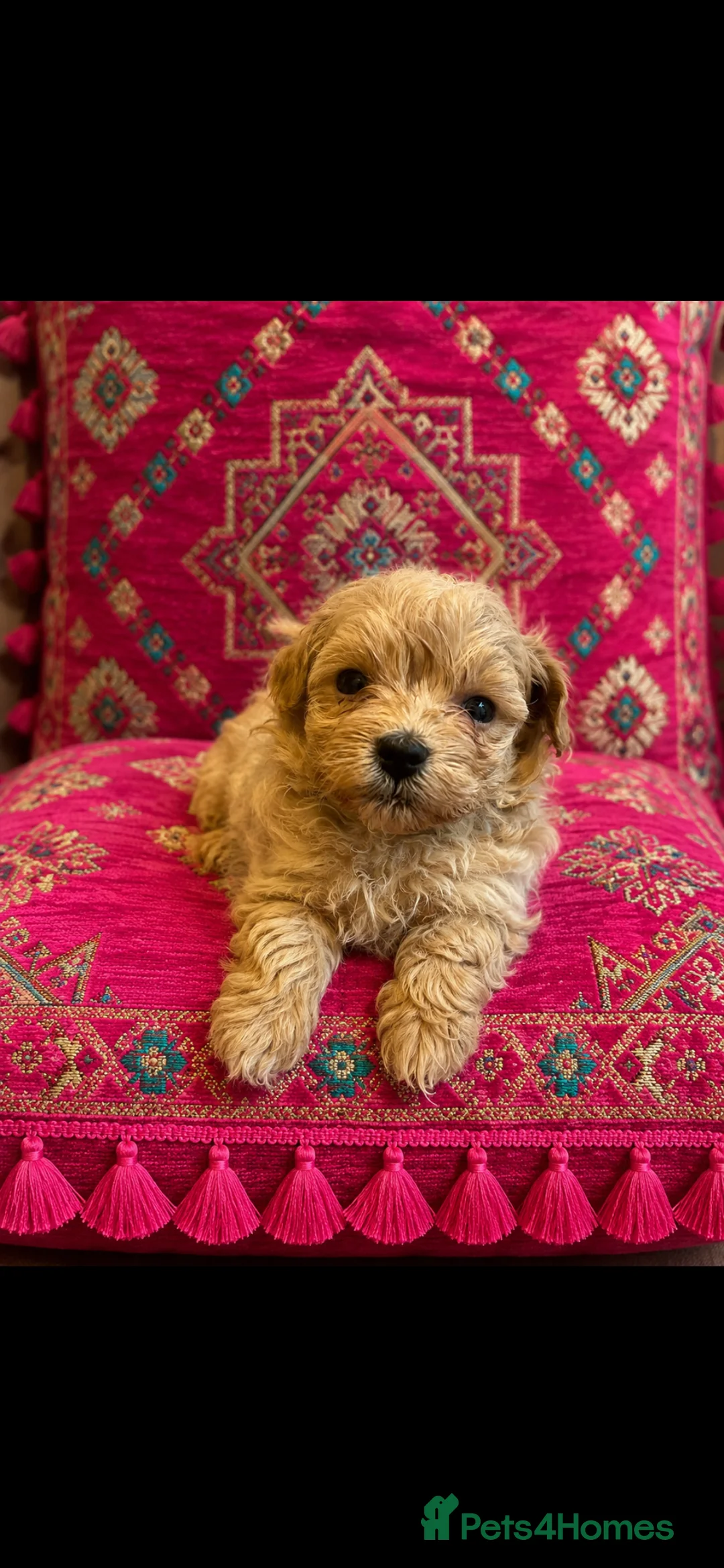Maltipoo dogs for sale: Tiny small f1 Maltipoos  - Advert 2