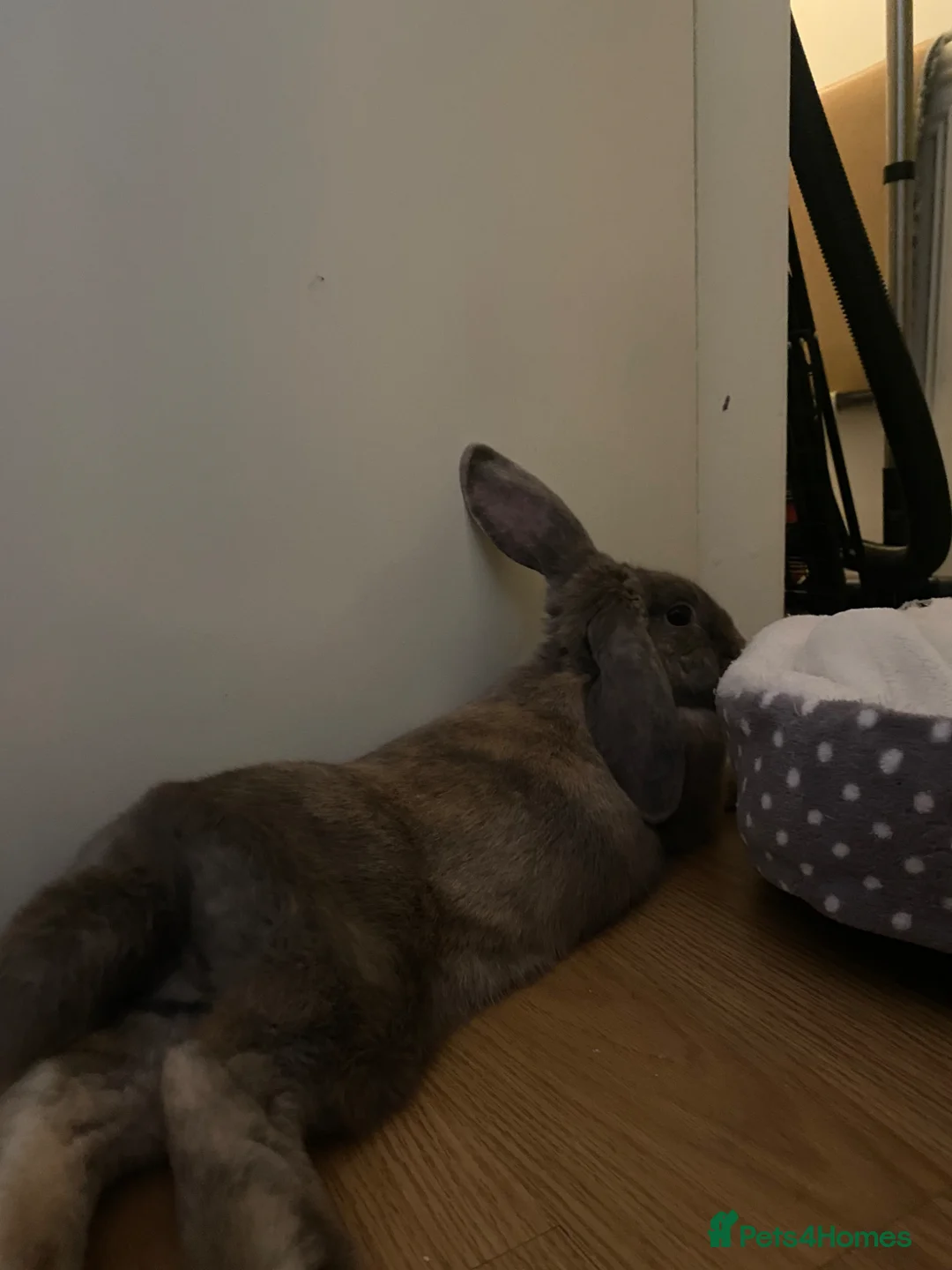 Dwarf Lop rabbits for sale: Rabbit for sale (male) in Warrington - Advert 2