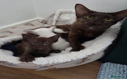 Oriental cats for sale: Beautiful GCCF registered Oriental Longhair girls - Image 7