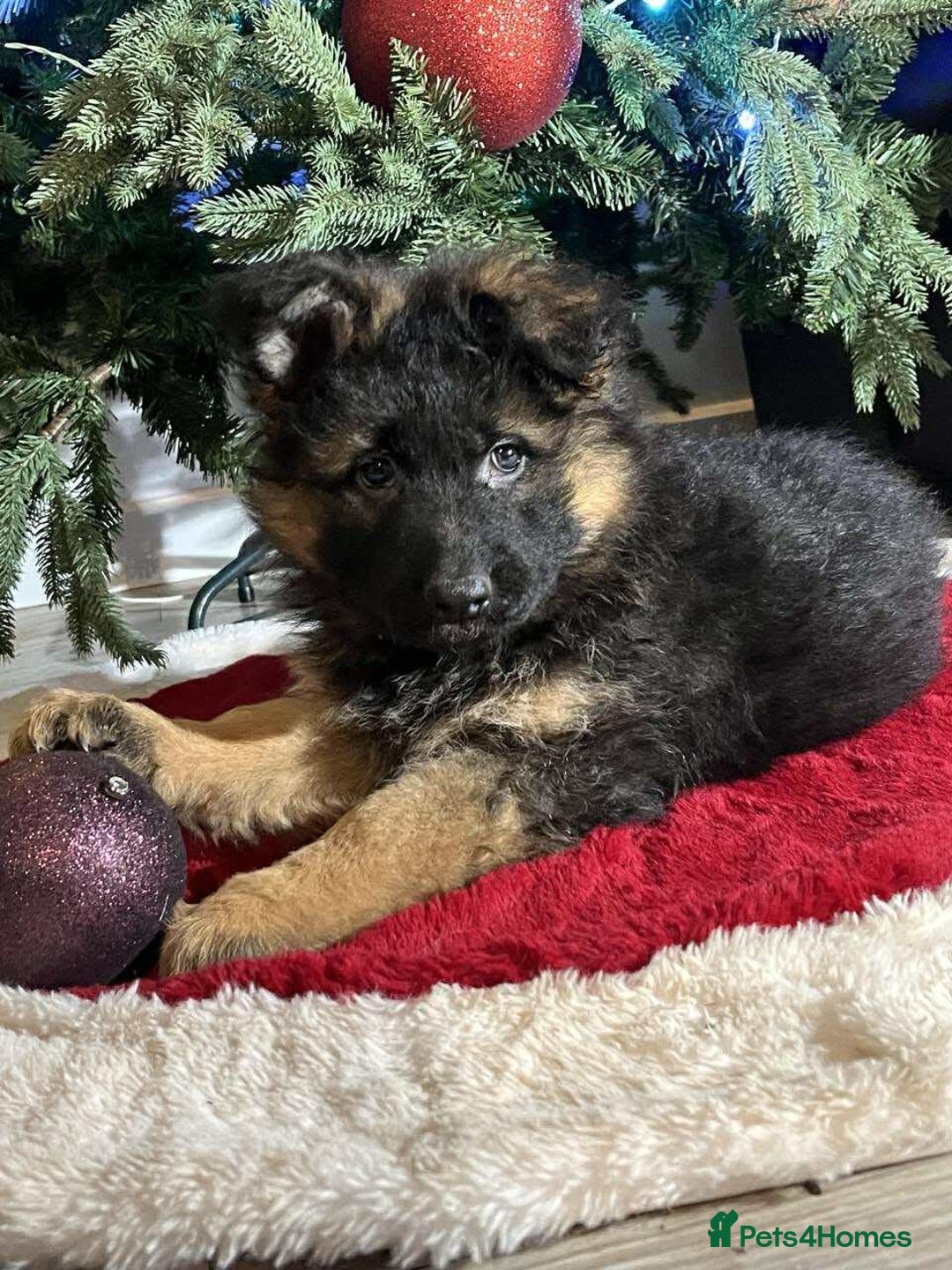 German Shepherd dogs for sale: Outstanding long haired Gsd pups  for sale  - Advert 2