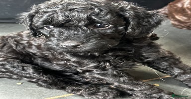 Miniature Poodle dogs - Advert 12