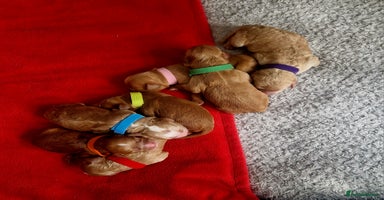 Mixed Breed dogs - Advert 2