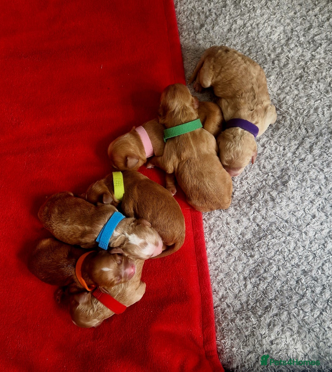 Mixed Breed dogs for sale: Cavapoo/cockapoo, ready September £1250. Cardiff - Image 3