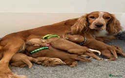 Cocker Spaniel dogs for sale: 🐾 🌟 Exceptional Show Type Cocker Spaniels 🐾 🌟 - Image 12