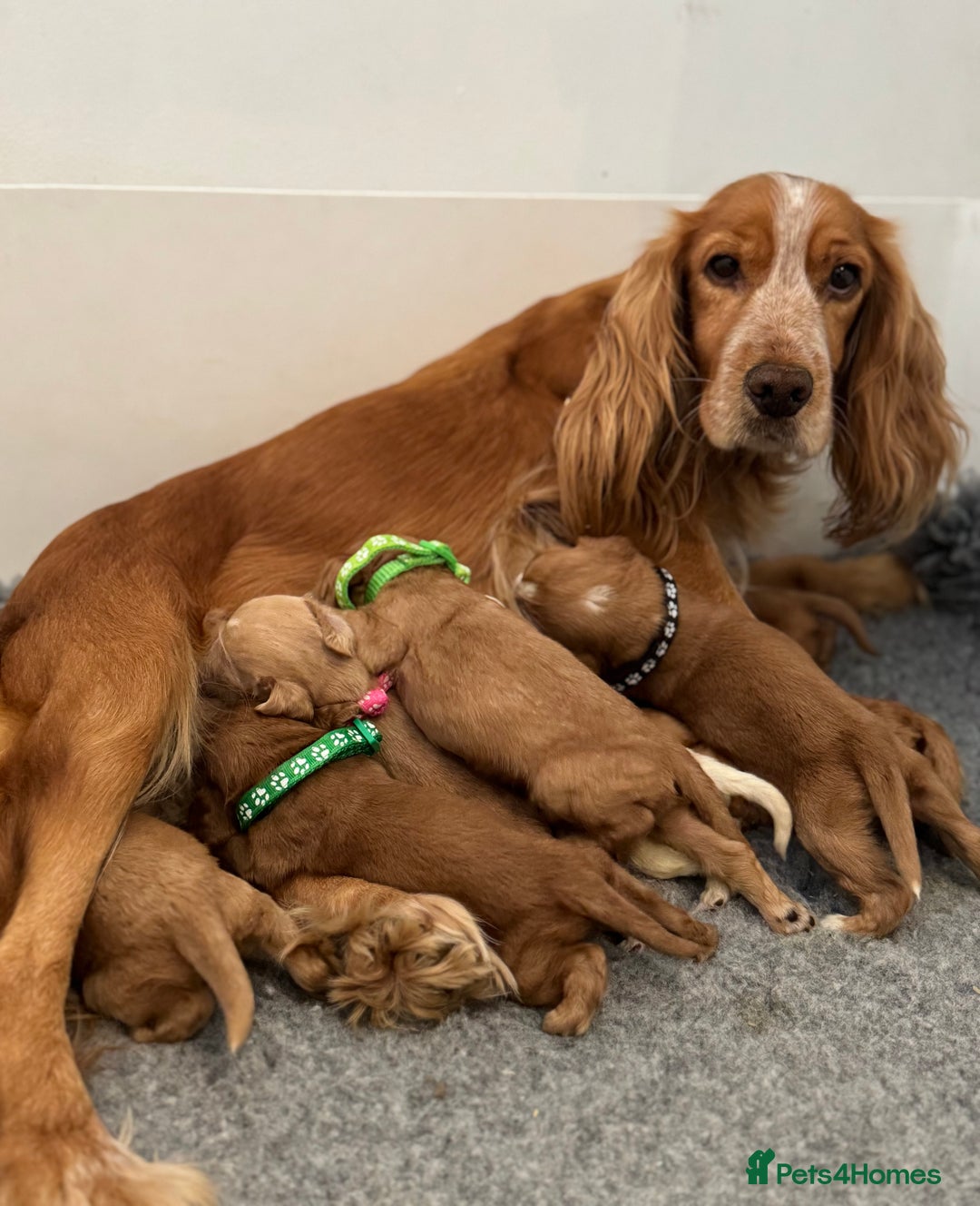 Cocker Spaniel dogs for sale: 🐾 🌟 Exceptional Show Type Cocker Spaniels 🐾 🌟 - Image 12