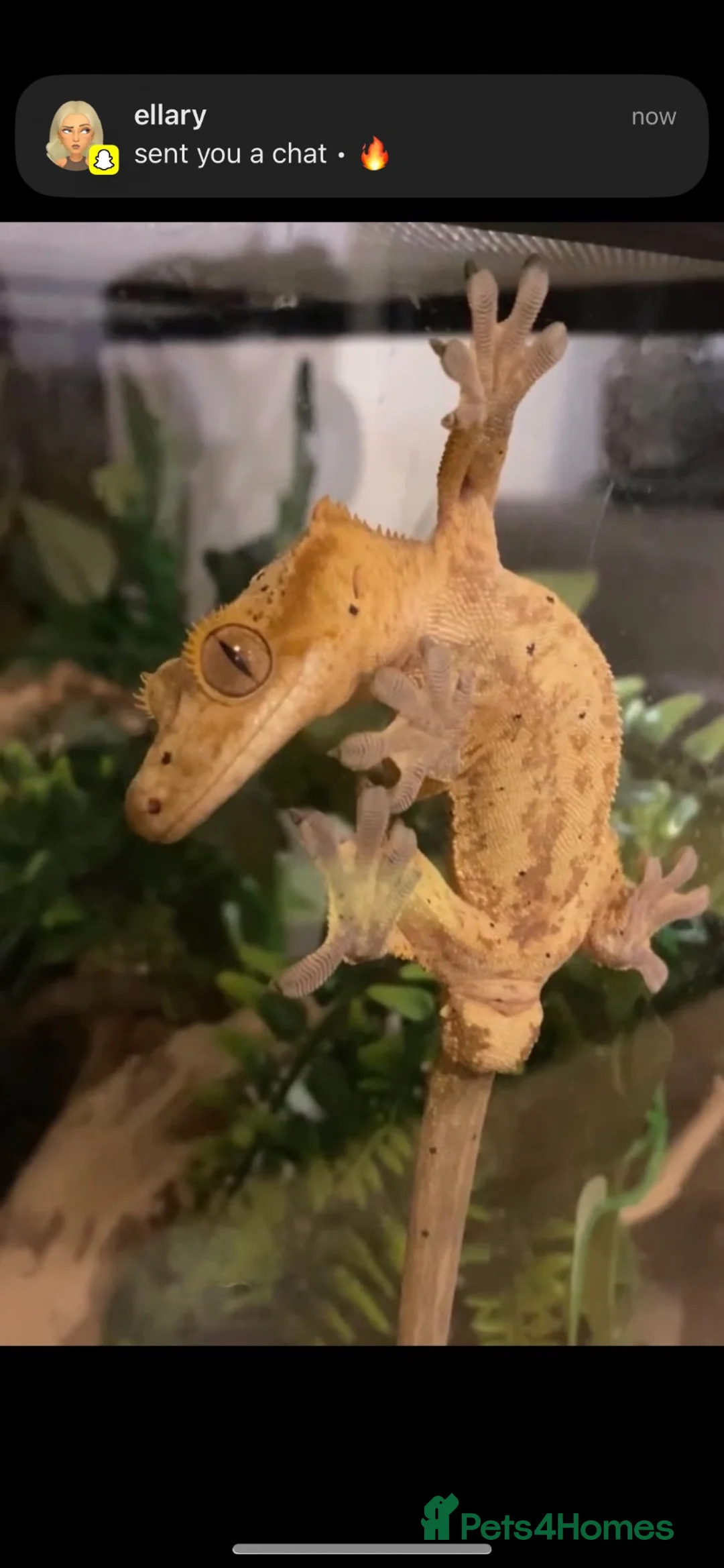 Gecko reptiles for sale: crested gecko  - Advert 2
