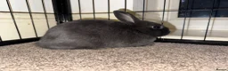 Netherland Dwarf rabbits for sale: 3 Netherland Dwarf babies.  in Droitwich - Advert 4