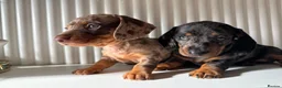 Miniature Dachshund dogs for sale: Miniature dachshunds in Ipswich - Advert 4