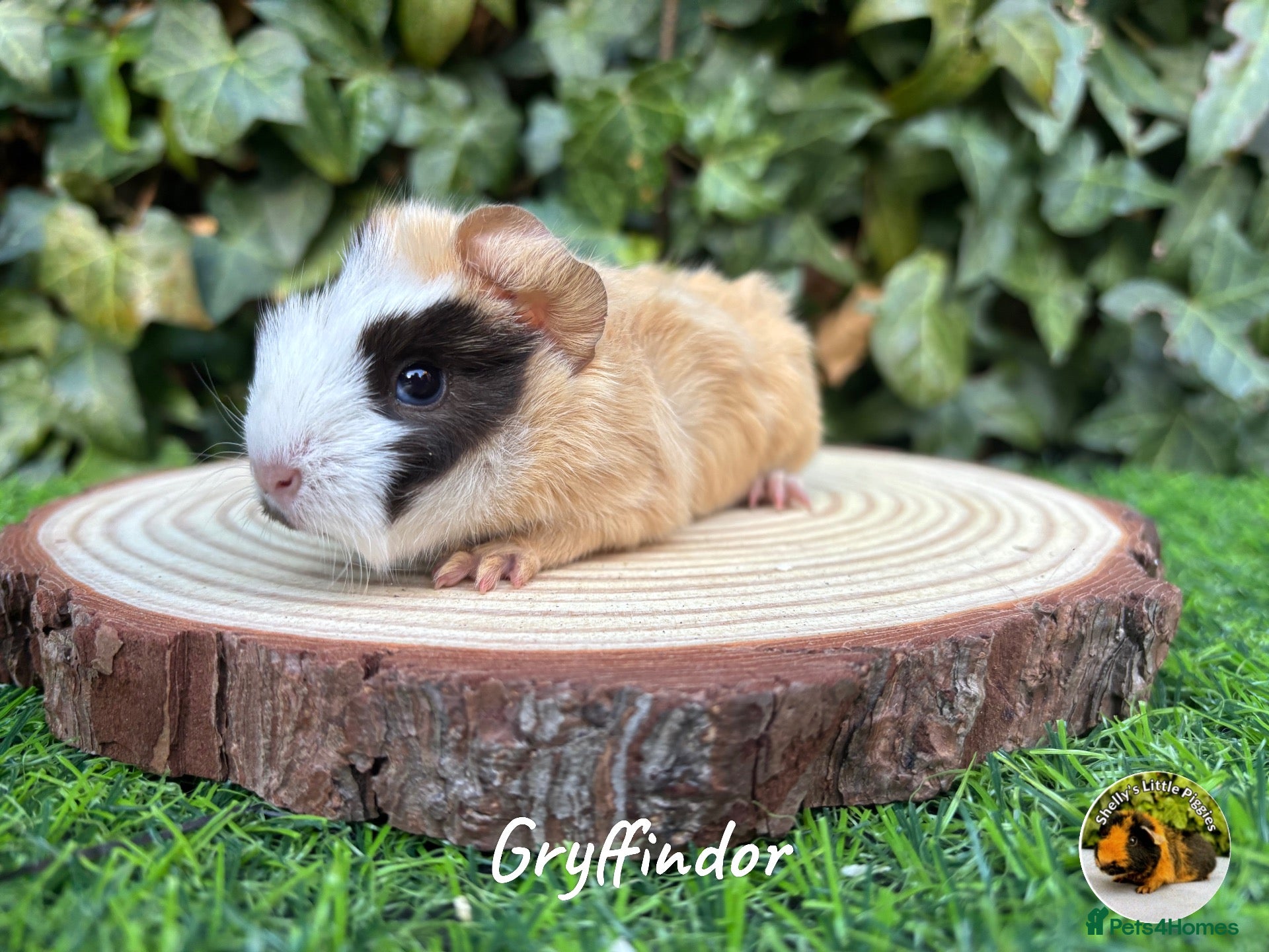 Guinea Pig rodents Beautiful baby guinea pigs  - Advert 6