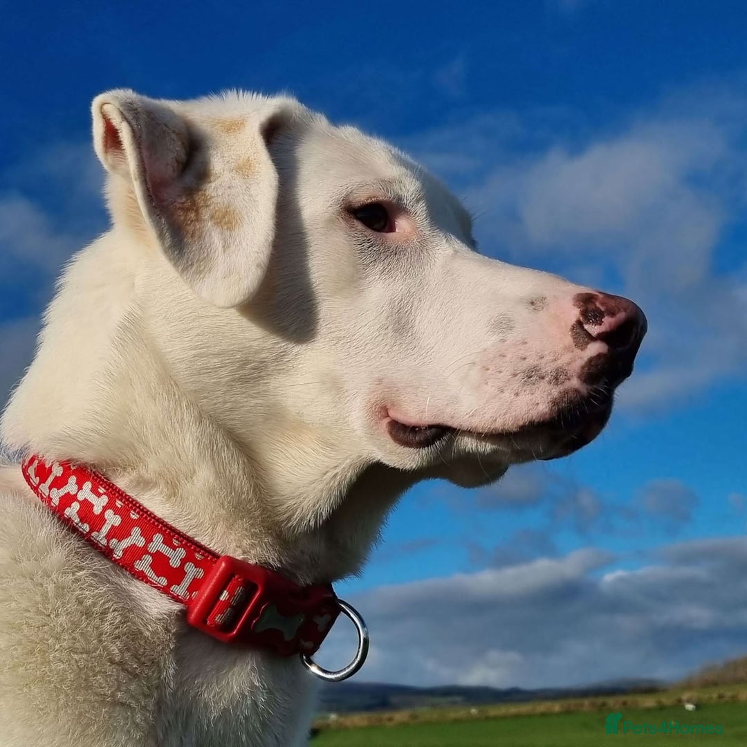 Mixed Breed dogs for adoption: DOUGIE - looking for an active guardian. - Image 8