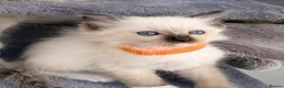 Ragdoll cats for sale: Purebred Ragdoll Kittens  - Advert 39