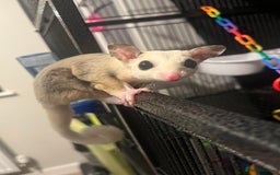 Sugar Glider rodents for sale: Sugar Glider - Bonded Pair - Image 4