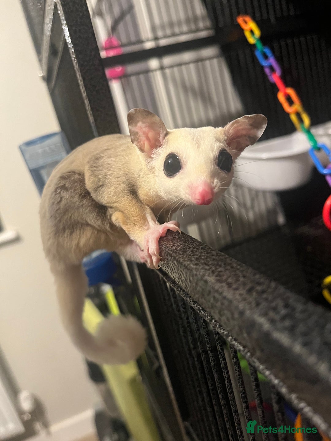 Sugar Glider rodents for sale: Sugar Glider - Bonded Pair - Image 4