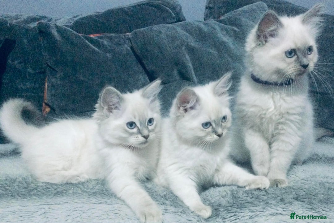 Ragdoll cats for sale: Ragdoll kittens girls - Advert 11