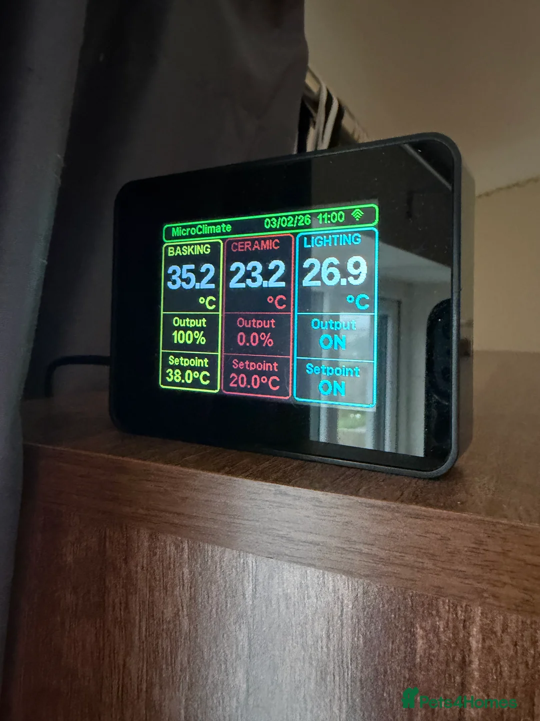 Bearded Dragon reptiles for sale: Red monster bearded dragon  - Advert 6