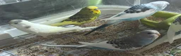 Budgerigars birds for sale: Baby budgies 10 weeks old  - Advert 3