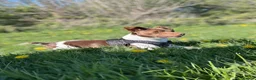 Jack Russell dogs for stud: Miniature jack Russell  - Advert 3