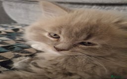 British Longhair cats for sale: 5 x beautiful BLH kittens for sale - Advert 23