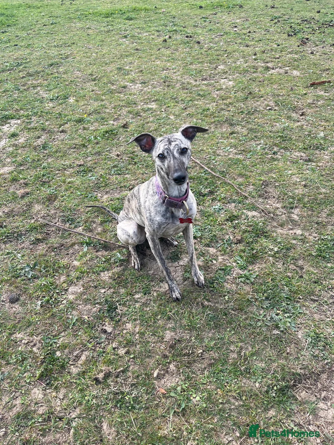 Whippet dogs for sale: Beautiful Whippet Puppies  - Advert 11