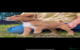 Lakeland Terrier dogs for sale: Quality Lakeland terrier pups  - Image 2